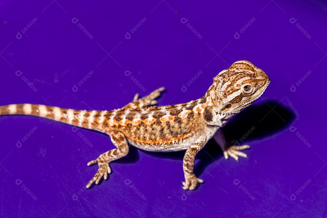 Pogona vitticeps, o dragão barbudo central (ou interior), é uma espécie de lagarto Imagem JPG