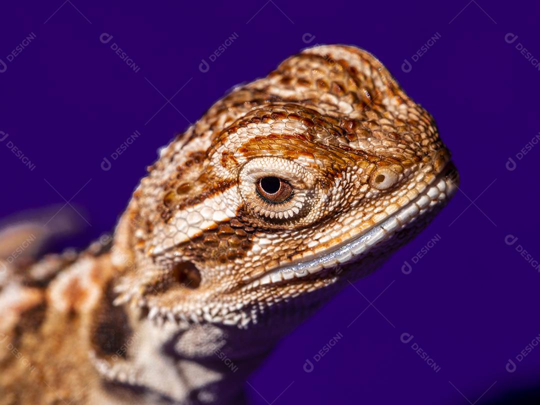Pogona vitticeps, o dragão barbudo central (ou interior), é uma espécie de lagarto Imagem JPG