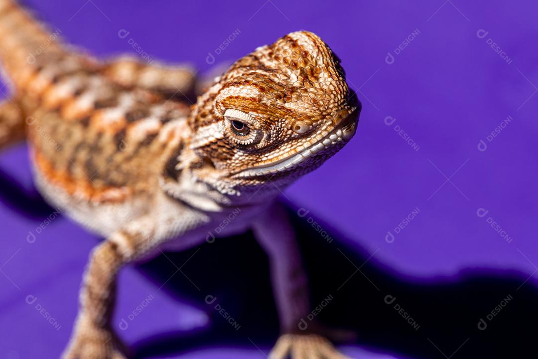 Pogona vitticeps, the central (or inner) bearded dragon, is a species of lizard Image JPG