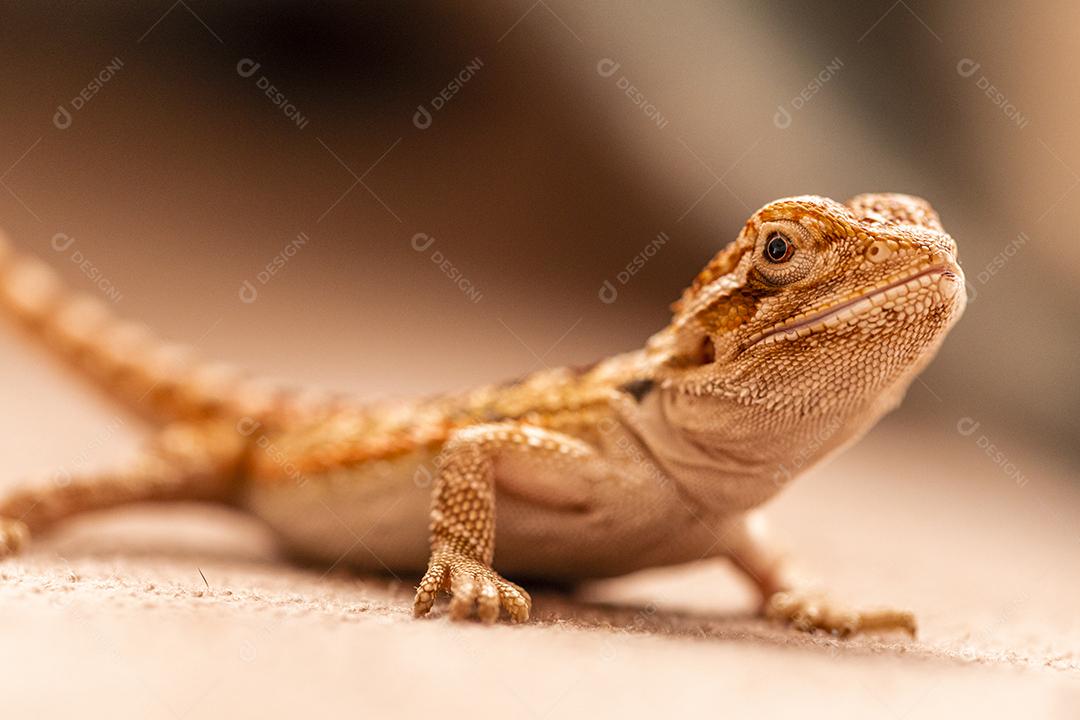 Pogona vitticeps, o dragão barbudo central (ou interior), é uma espécie de lagarto Imagem JPG