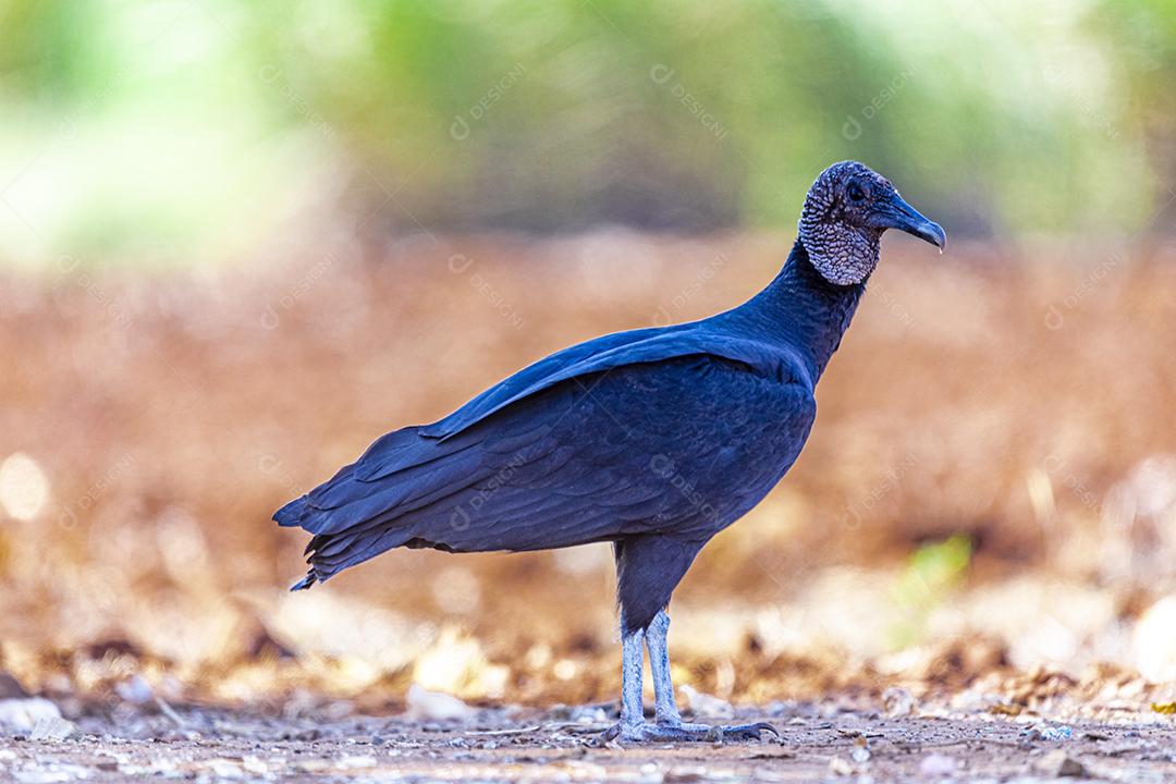 Feche de passaro aves abutre no chão de terra Imagem JPG