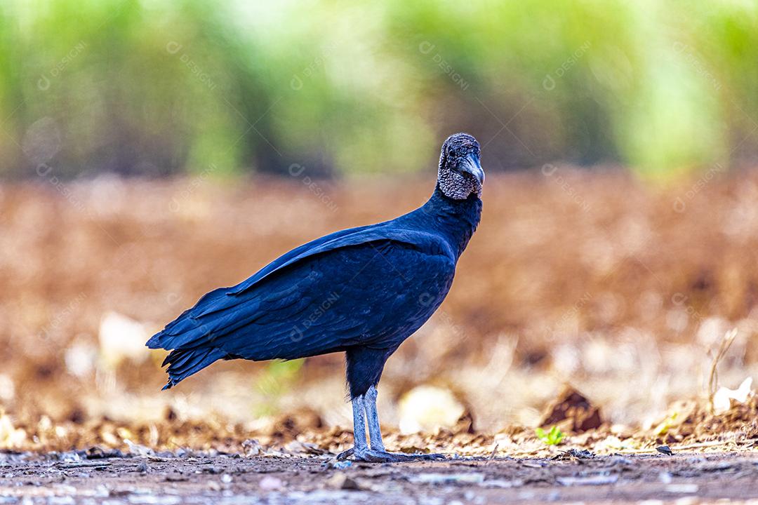 Feche de passaro aves abutre no chão de terra Imagem JPG