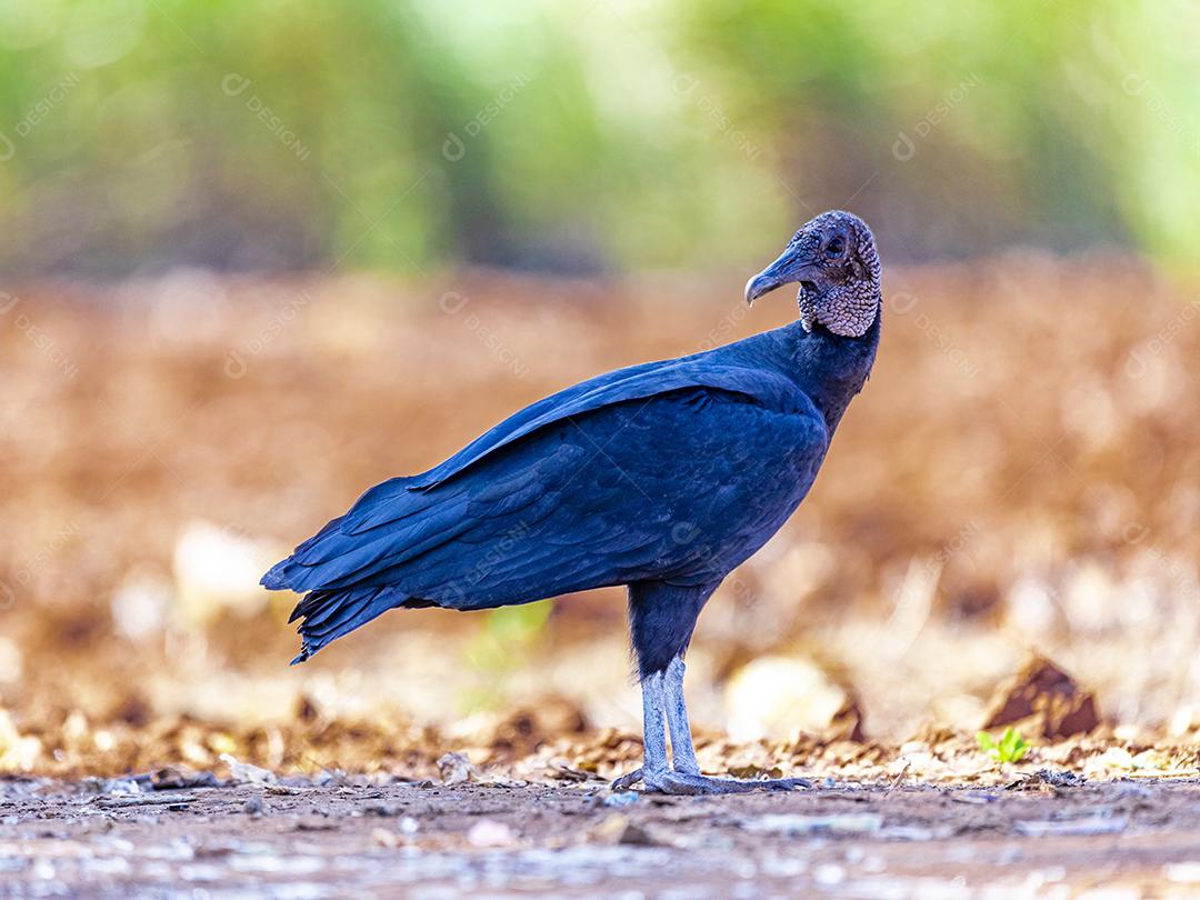 Feche de passaro aves abutre no chão de terra Imagem JPG