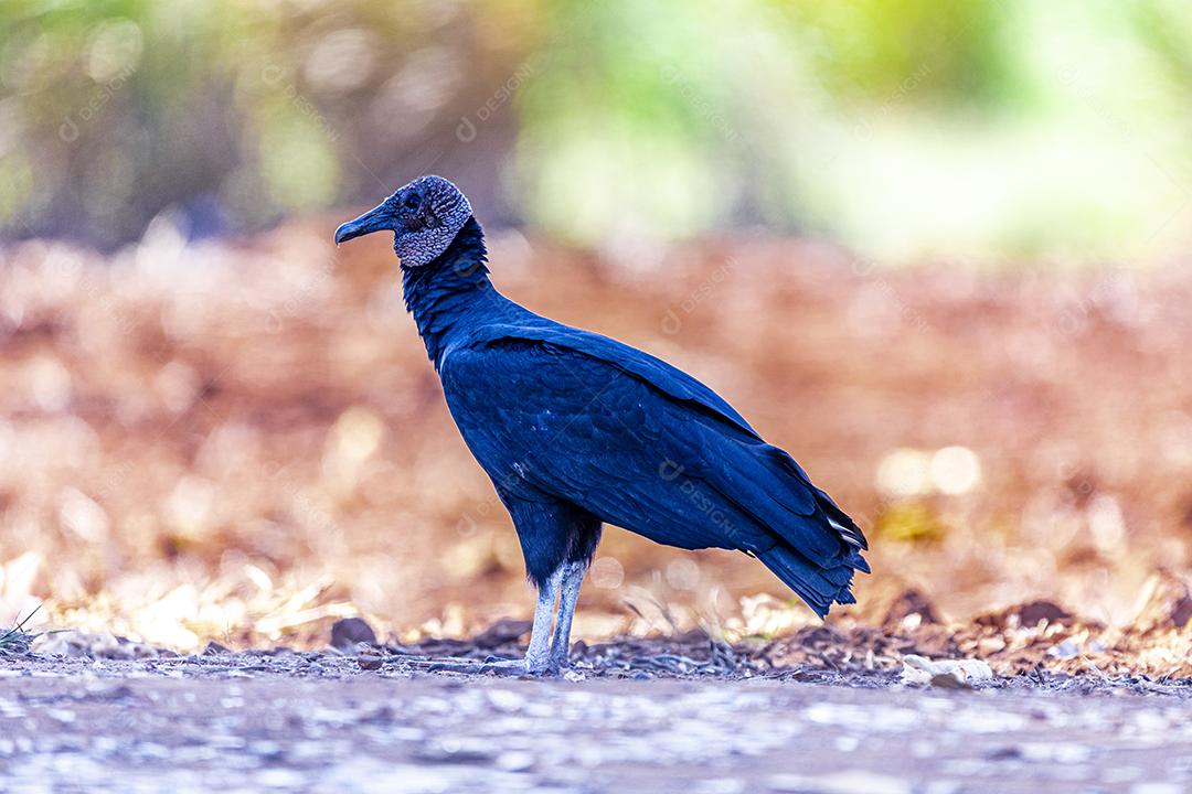 Feche de passaro aves abutre no chão de terra Imagem JPG