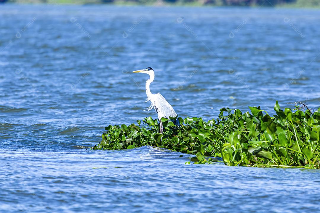 Fotos As garças são aves de água doce e costeiras de pernas compridas da família Ardeidae