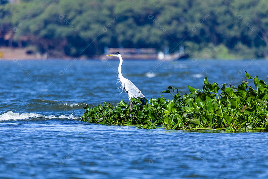 Fotos As garças são aves de água doce e costeiras de pernas compridas da família Ardeidae