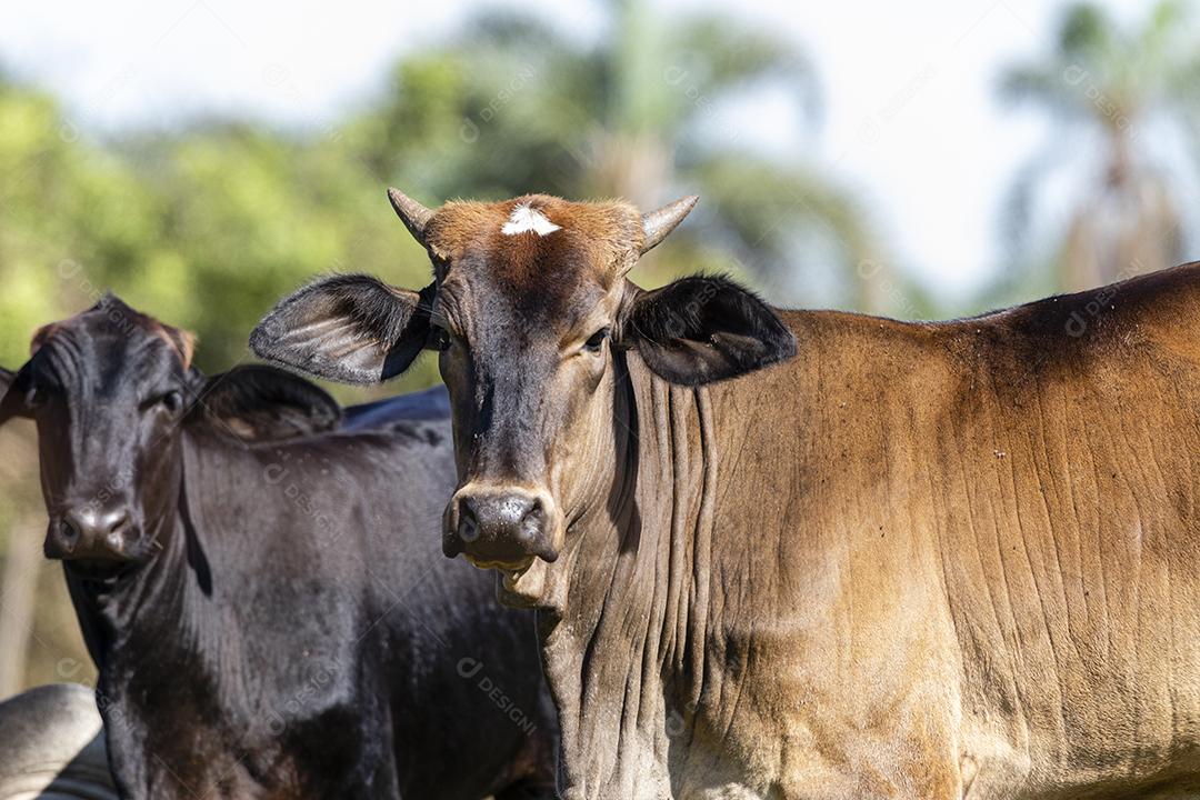 Fotos Gado, ou vacas, são o tipo mais comum de grandes ungulados domesticados