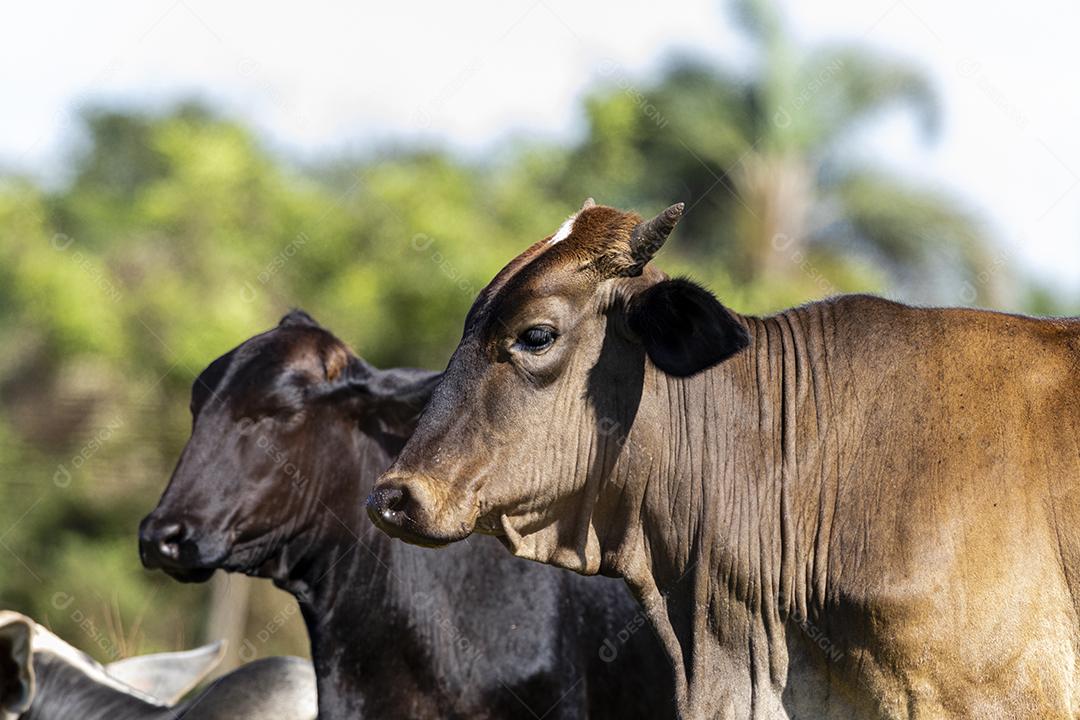 Fotos Gado, ou vacas, são o tipo mais comum de grandes ungulados domesticados