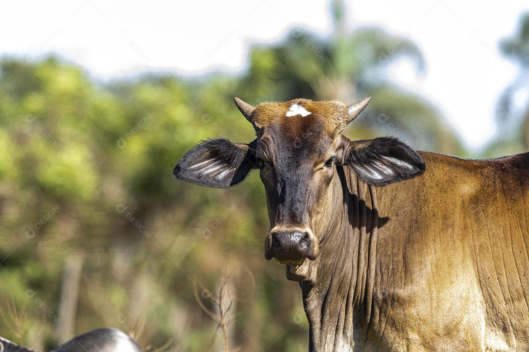 Fotos Retrato de um boi confinado no estábulo da banca do leilão