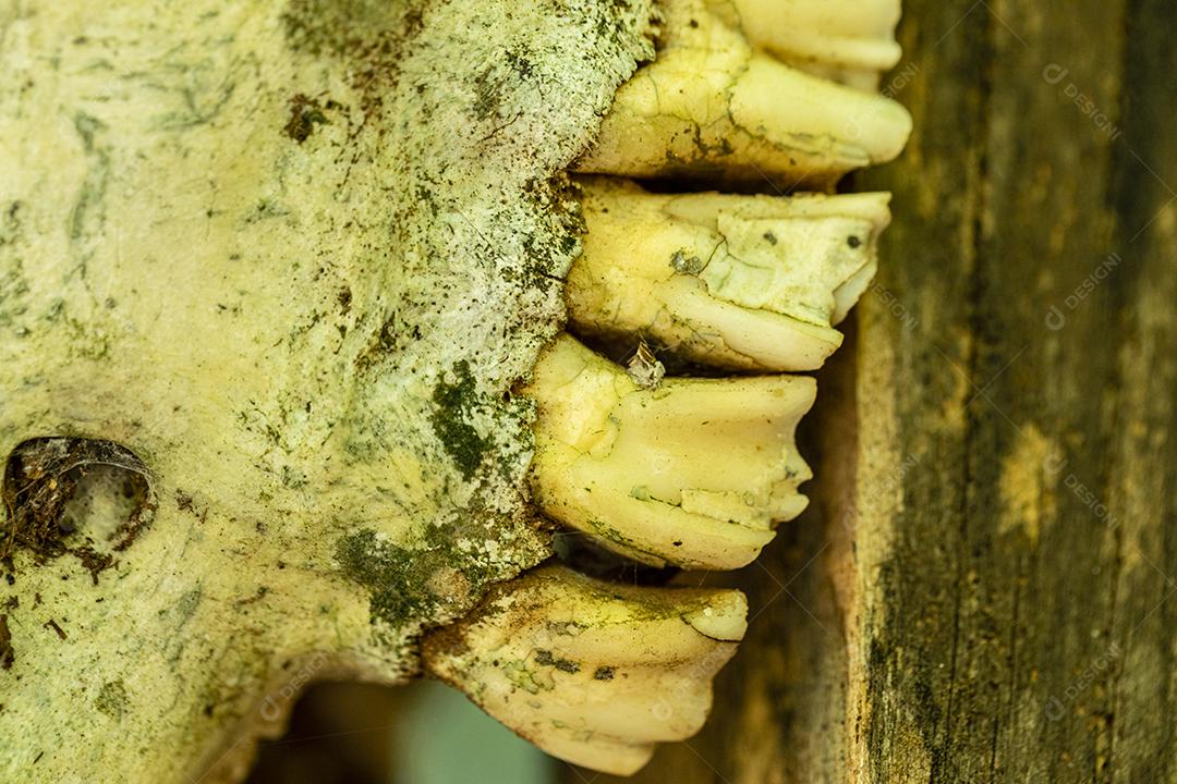 Dente de animal verde Imagem JPG