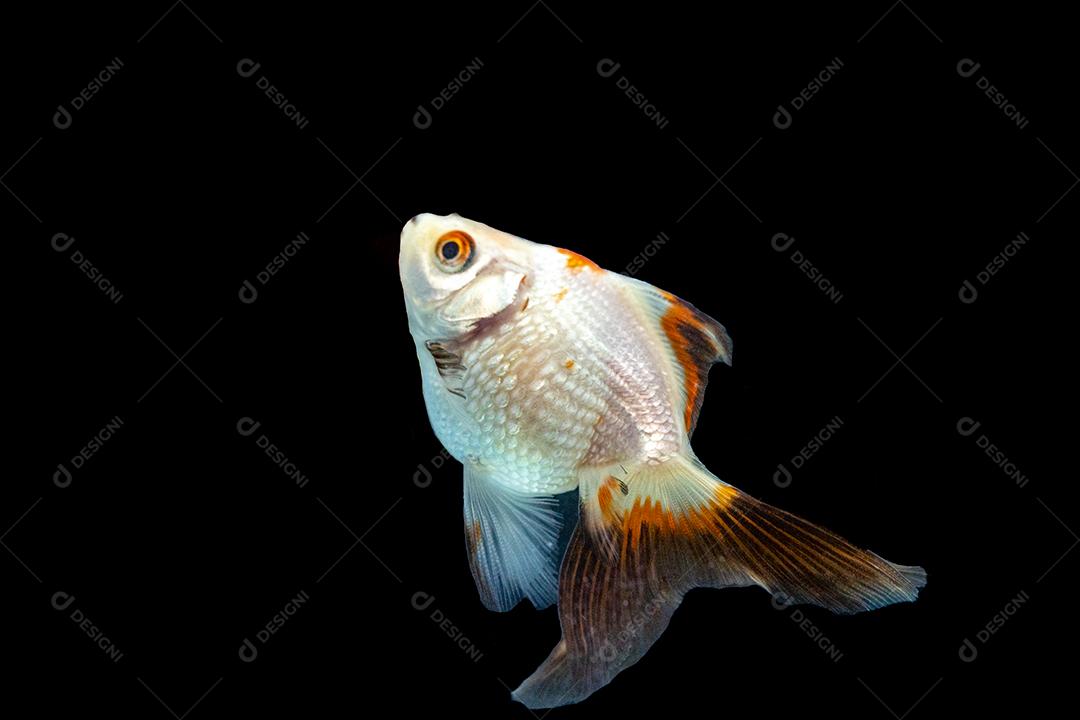 Beautiful fish swimming on black background Image JPG