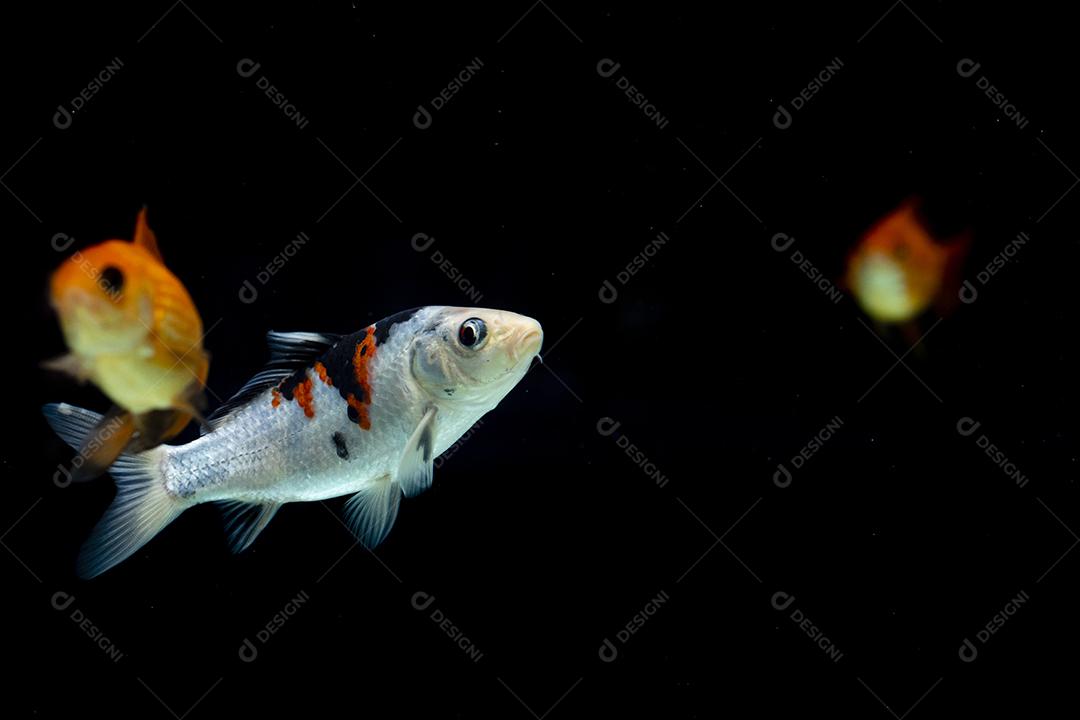 Lindos peixes nadando em fundo preto Imagem JPG