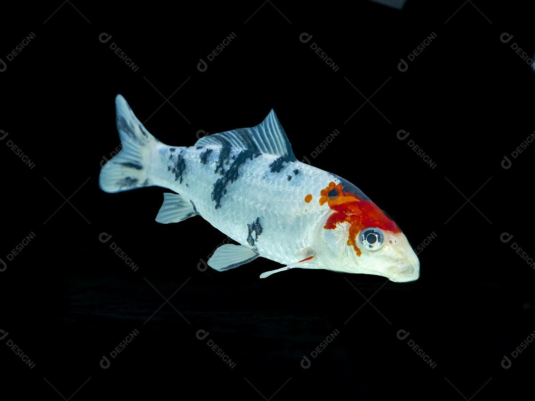 Lindos peixes nadando em fundo preto Imagem JPG