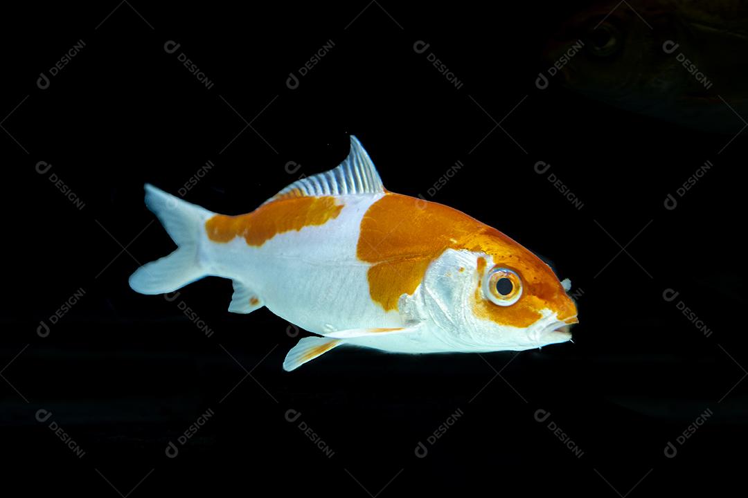 Lindos peixes nadando em fundo preto Imagem JPG