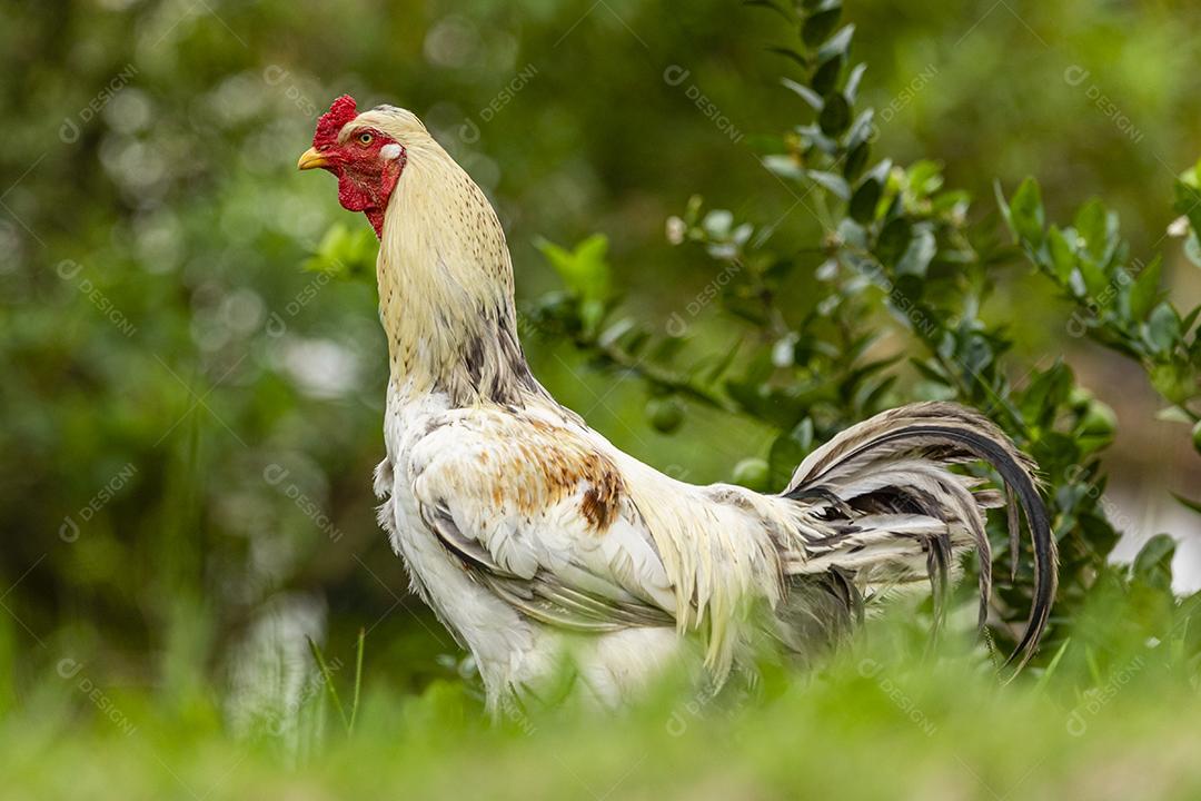 Frango ao ar livre em uma granja tradicional Imagem JPG