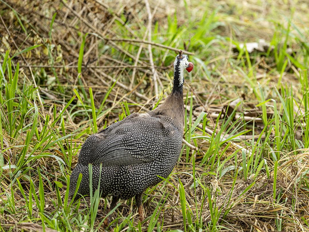 Galinha Angola andando no gramado da fazenda Imagem JPG