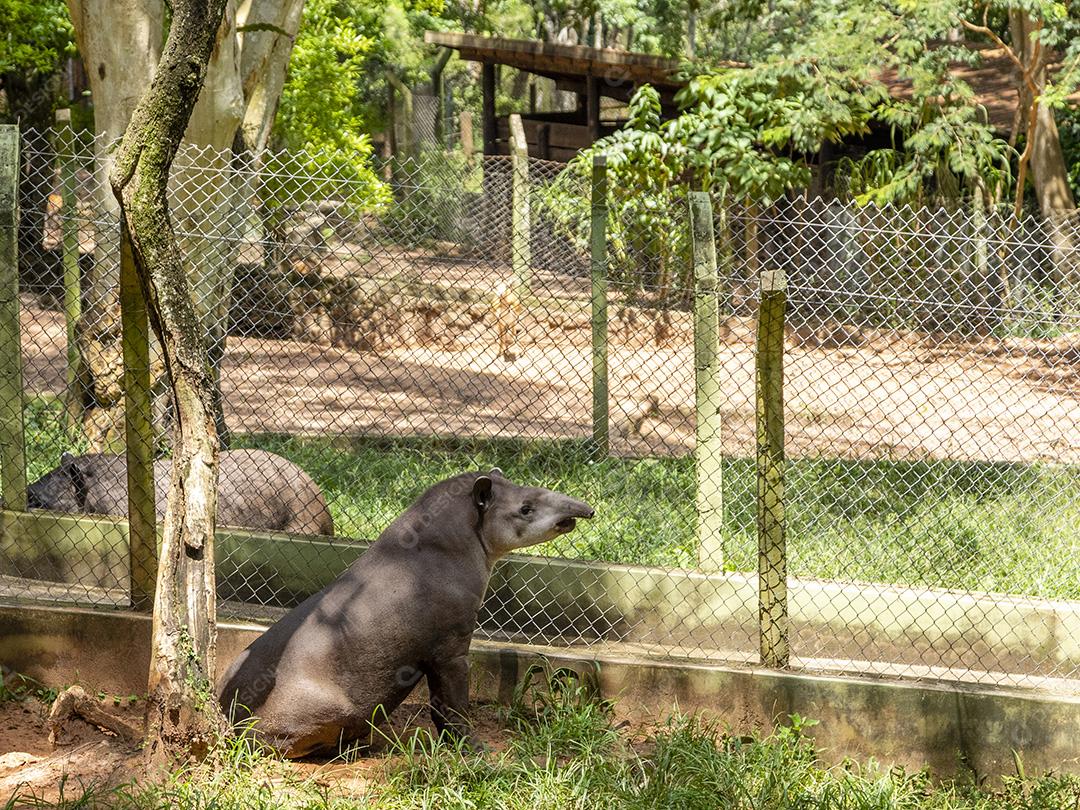 Anta sentado em um gramado animal zoologico Imagem JPG