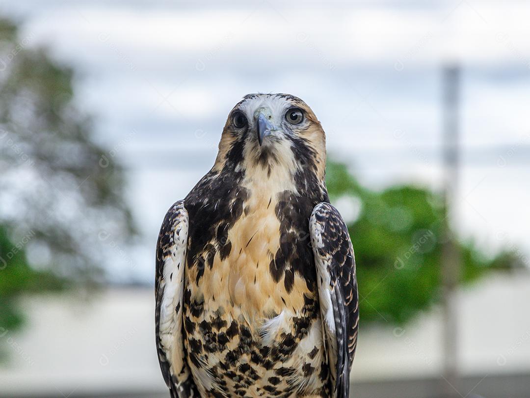 O gavião de cauda branca (Geranoaetus albicaudatus) é uma grande ave de rapina Imagem JPG