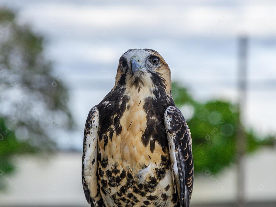 O gavião de cauda branca (Geranoaetus albicaudatus) é uma grande ave de rapina Imagem JPG