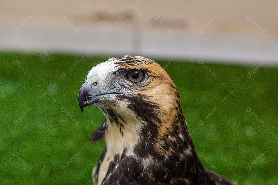 Aves passaro gaviao sobre um fundo de grama Imagem JPG