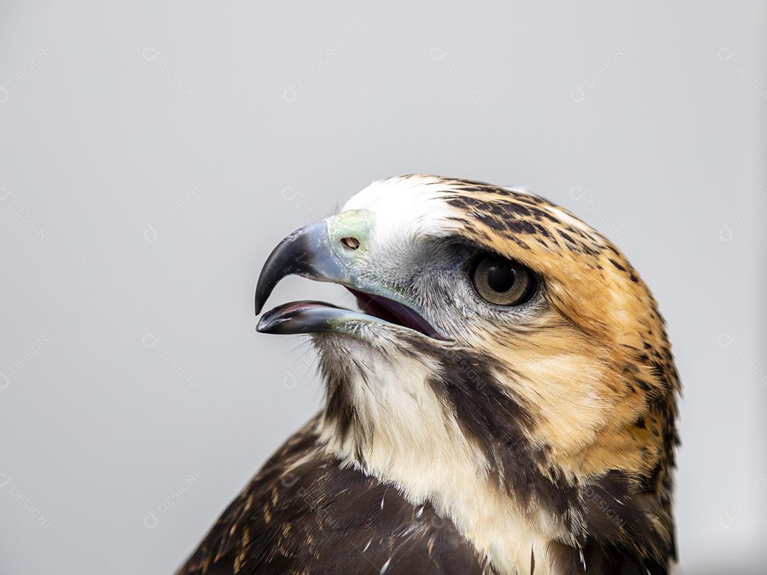 O gavião de cauda branca (Geranoaetus albicaudatus) é uma grande ave de rapina Imagem JPG