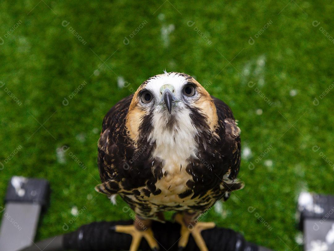 Fotos Gavião de cauda branca (Geranoaetus albicaudatus) é uma grande ave de rapina