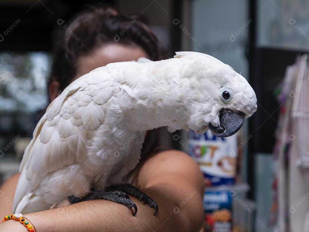 Cacatua alba no braço de uma mulher Imagem JPG