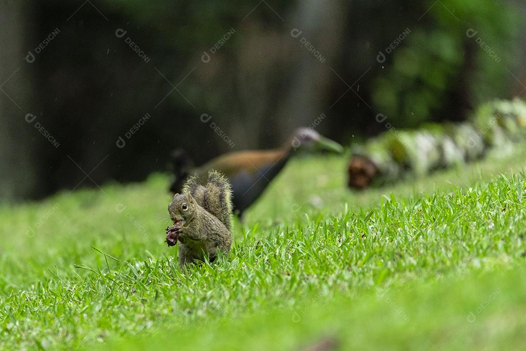 Animal esquilo andando no campo nozes Imagem JPG