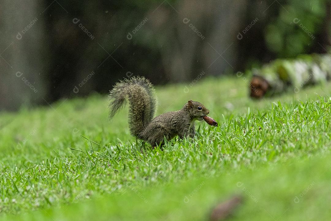 Animal esquilo andando no campo nozes Imagem JPG