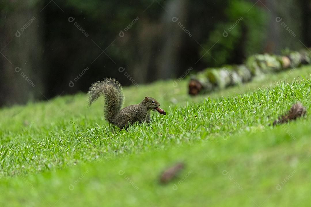 Animal esquilo andando no campo nozes Imagem JPG