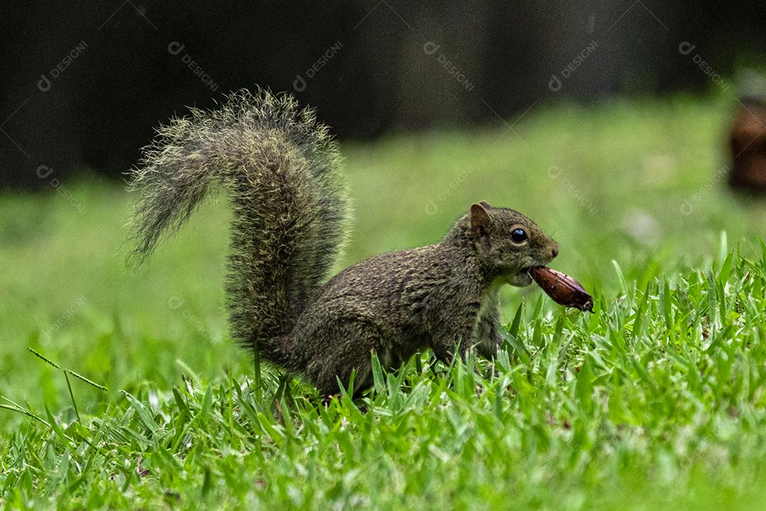 Animal esquilo andando no campo nozes Imagem JPG