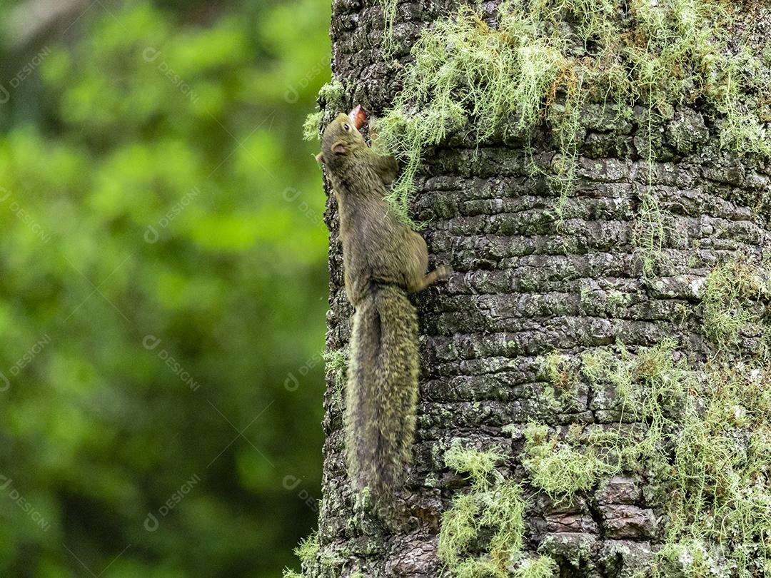 Animal esquilo subindo em uma arvore nozes Imagem JPG