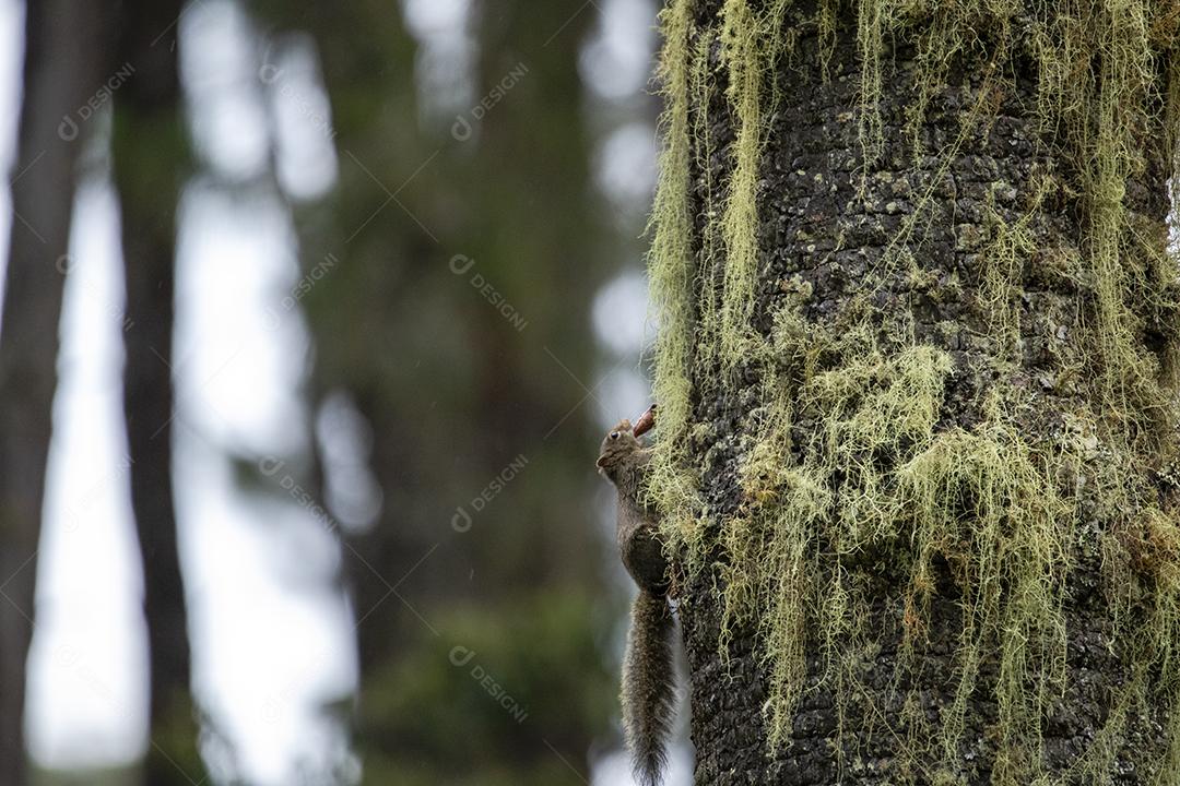 Animal esquilo subindo em uma arvore nozes Imagem JPG