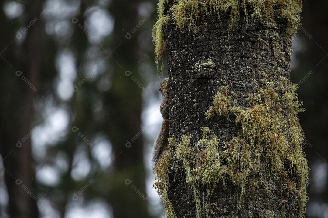 Animal esquilo subindo em uma arvore nozes Imagem JPG