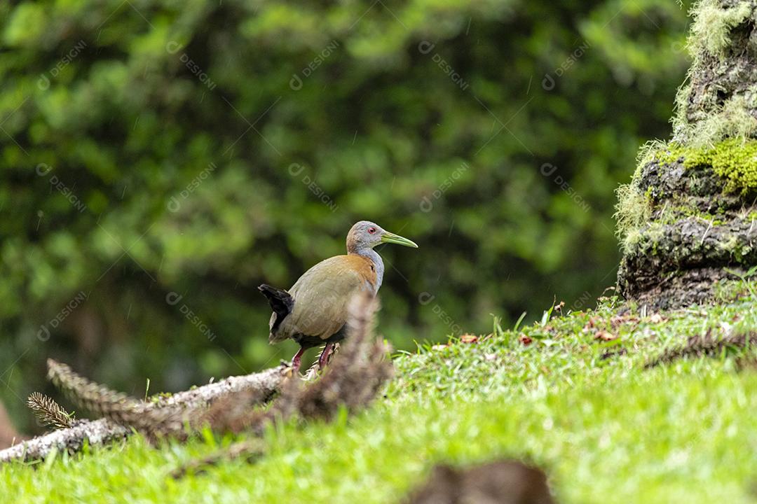 Passaros aves Saracura-do-brejo no campo Imagem JPG