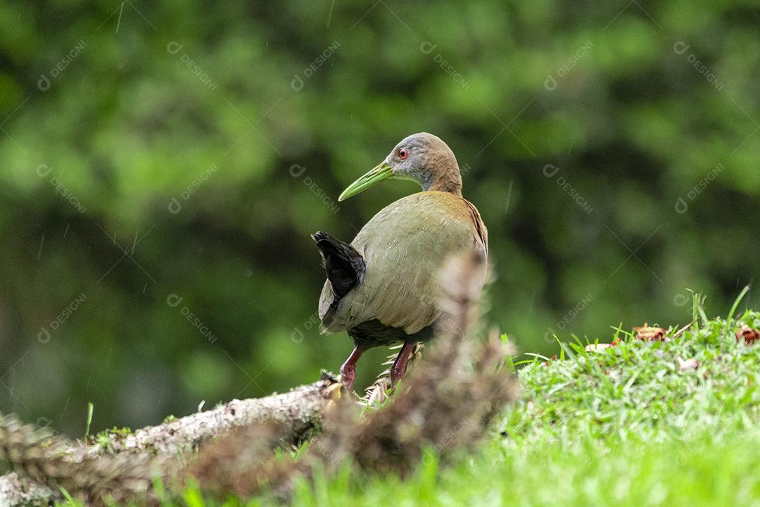 Passaro aves saracura-do-brejo andando pelo campo Imagem JPG