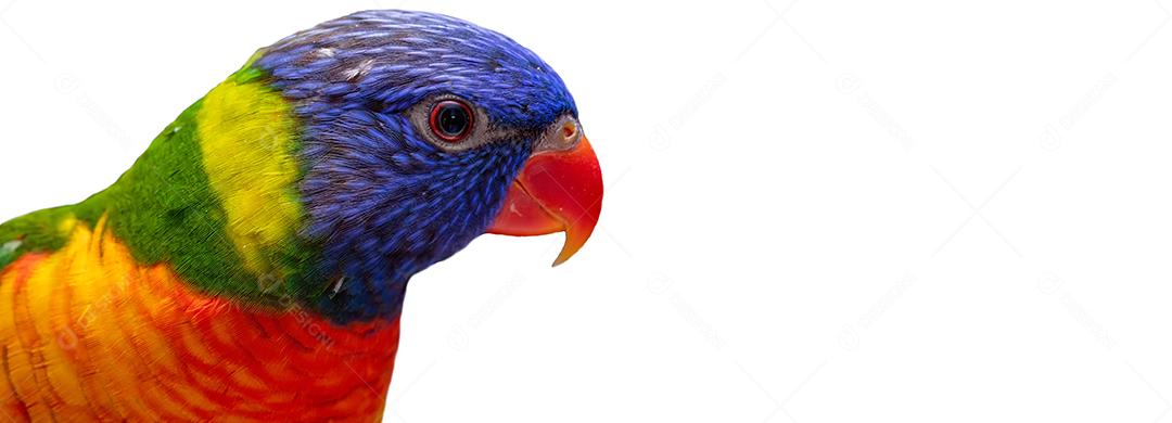 Lory Trichoglossus moluccanus lindo no poleiro com fundo branco Imagem JPG