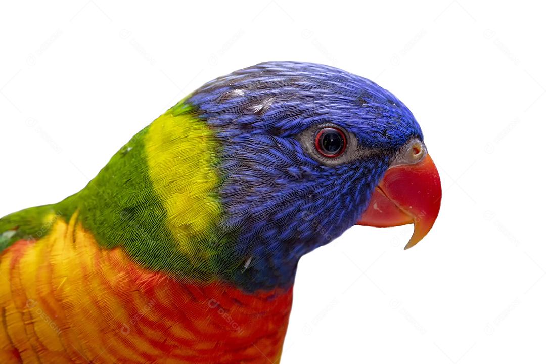 Lory Trichoglossus moluccanus lindo no poleiro com fundo branco Imagem JPG