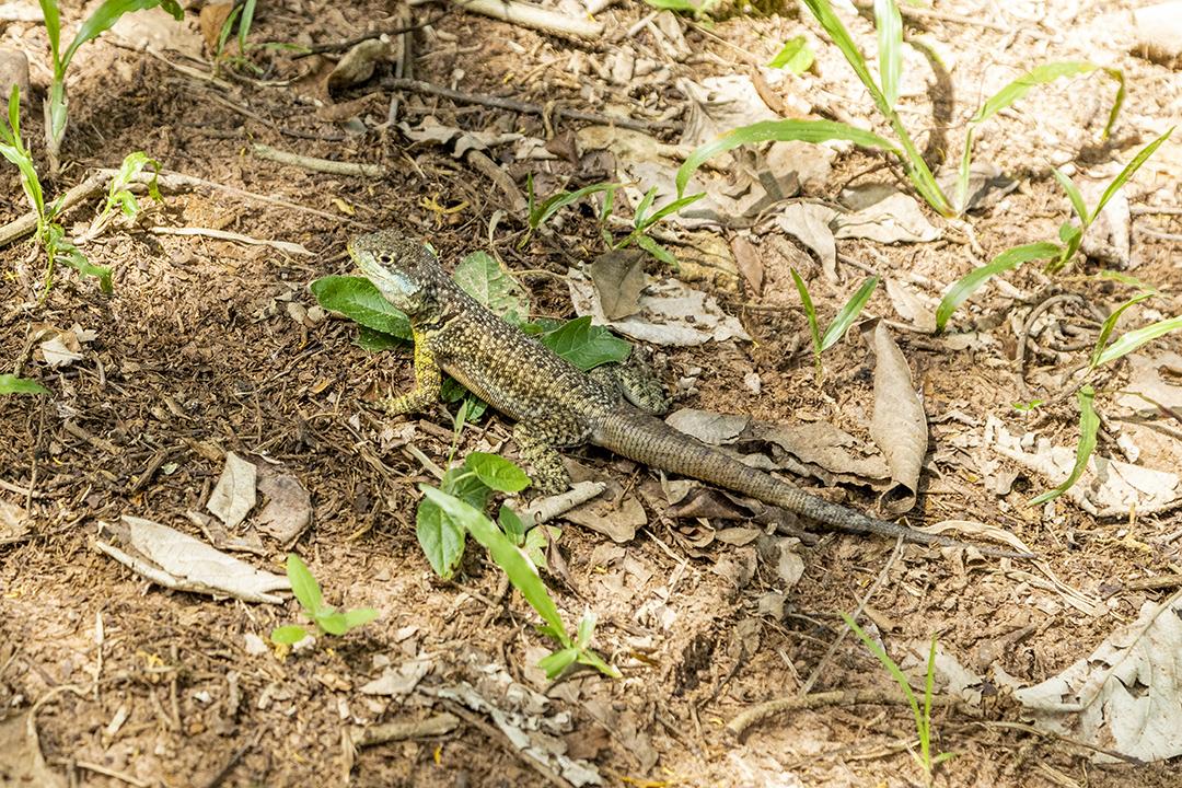 Tropidurus oreadicus tomando banho de sol, lagarto brasileiro Imagem JPG