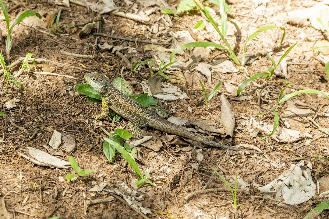 Tropidurus oreadicus tomando banho de sol, lagarto brasileiro Imagem JPG