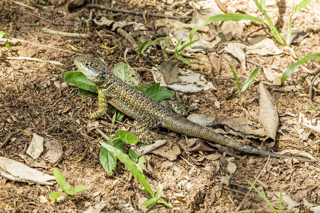 Tropidurus oreadicus tomando banho de sol, lagarto brasileiro Imagem JPG