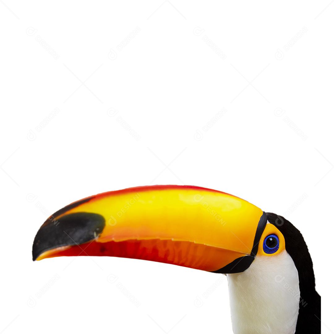 Passaro aves Lindo tucano em fundo branco Imagem JPG