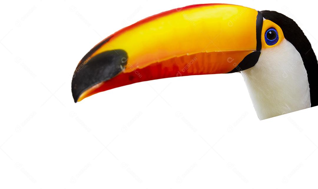 Passaro aves Lindo tucano em fundo branco Imagem JPG