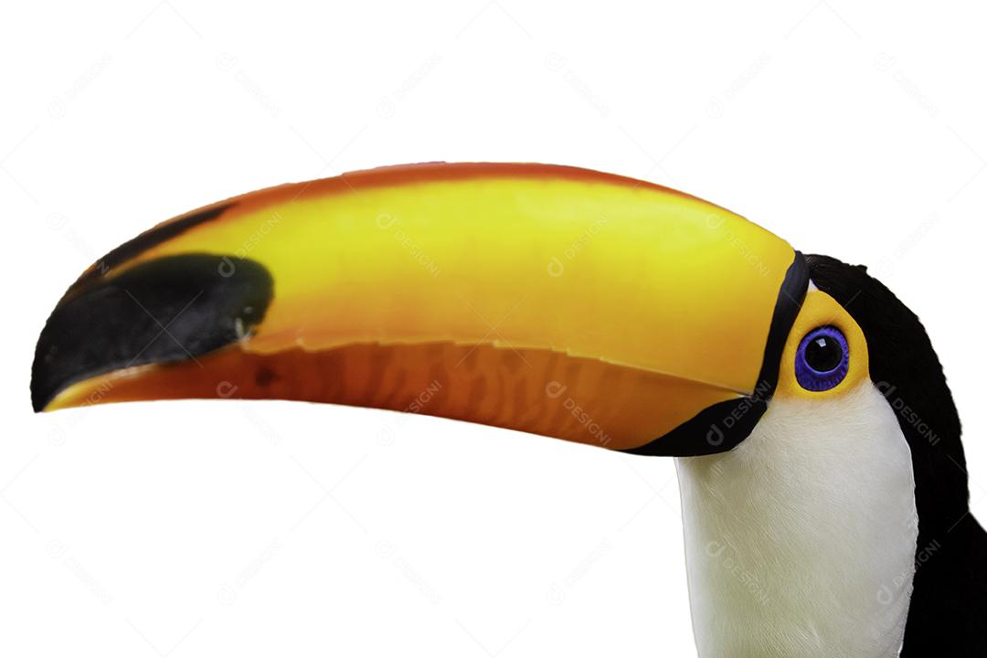 Passaro aves Lindo tucano em fundo branco Imagem JPG