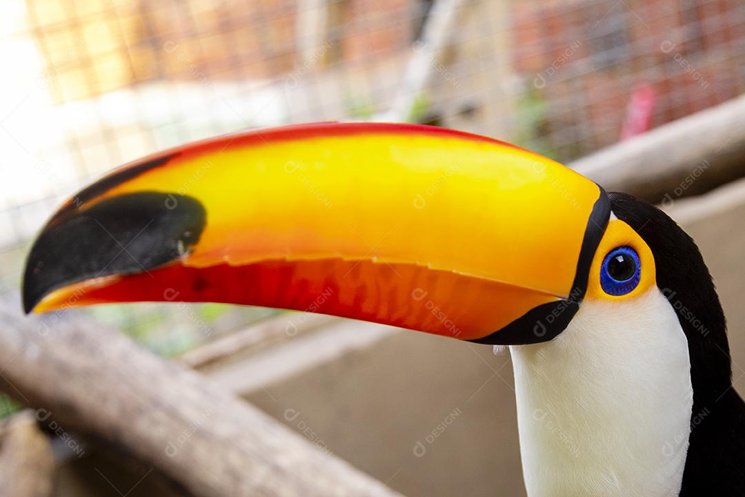 Passaro aves Lindo tucano em fundo branco Imagem JPG