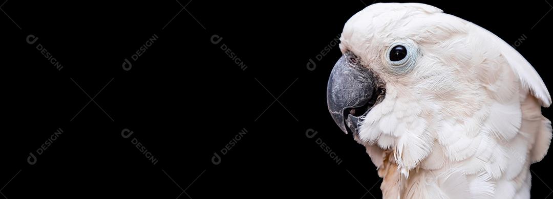 Passaro aves Cacatua branca sobre fundo preto Imagem JPG