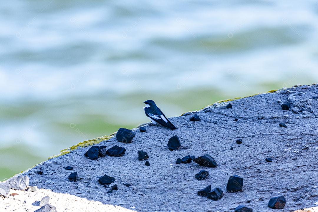Fotos As andorinhas, martins e asas de serra, ou Hirundinidae, são uma família de pássaros