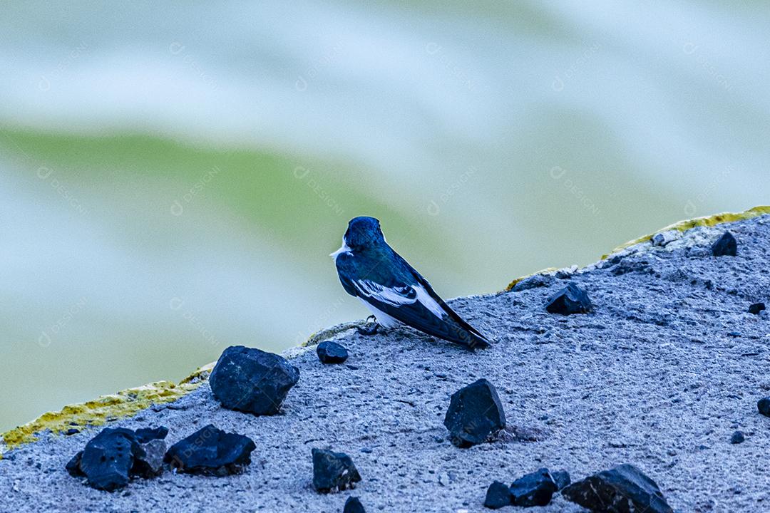 Fotos As andorinhas, martins e asas de serra, ou Hirundinidae, são uma família de pássaros