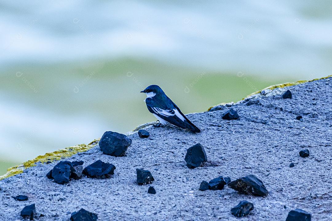 Fotos As andorinhas, martins e asas de serra, ou Hirundinidae, são uma família de pássaros