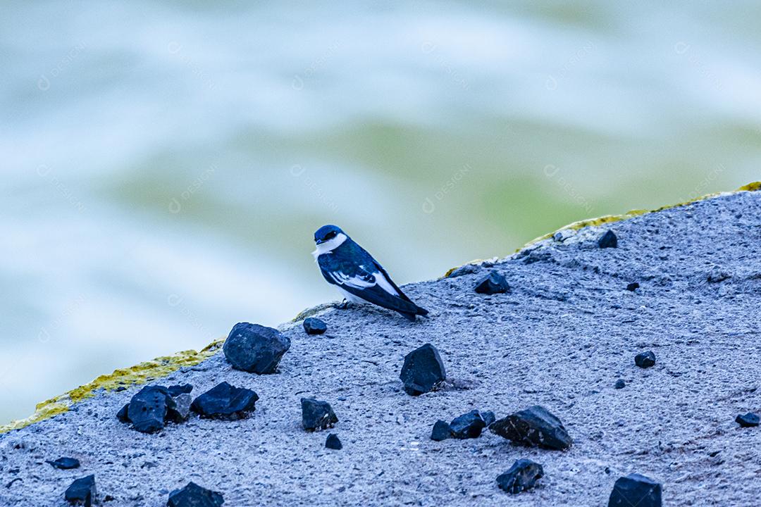 Fotos As andorinhas, martins e asas de serra, ou Hirundinidae, são uma família de pássaros